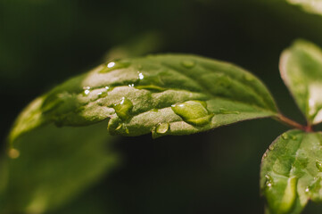 Green leaf of a plant with small drops of water after rain, dew close-up.