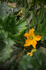 Zucchini flower on its plant in an organic garden
