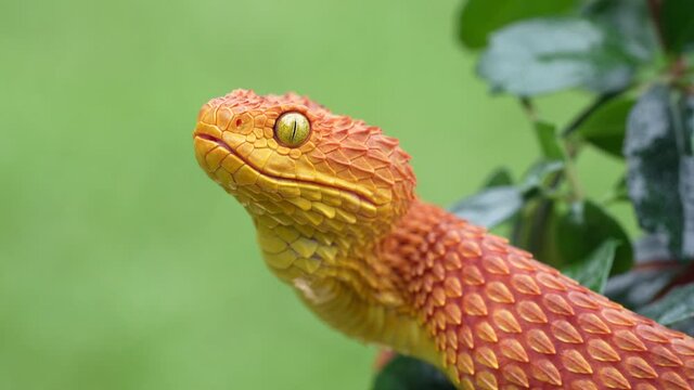 Venomous Bush Viper Snake flicking his tongue in slow motion 4k