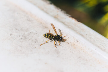 A small hungry wasp sits on dirty white metal in nature and eats, drinks water. Photo of an animal.