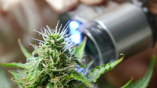 A botanist hand in white protective gloves using a mini portable microscope, seeing on micro external flower structure and crystal trichrome, an alternative cannabis garden field in laboratory