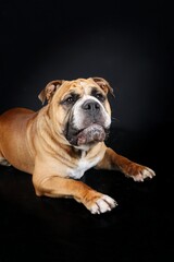 English continental bulldog isolated on black