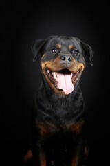 portrait of a Rottweiler 