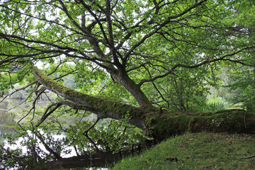 tree branches on a stretch of water 