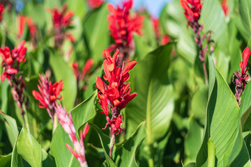 The vibrant red of a canna flower on the green, shallow depth of field.