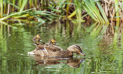 Baby Ducks and Mother Duck Swimming Together
