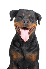 portrait of a rottweiler