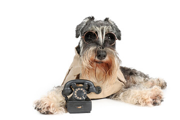 funny dog with a phone isolated on white 