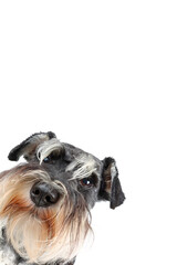 funny schnauzer dog portrait
