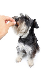 human hand giving a treat to a dog 
