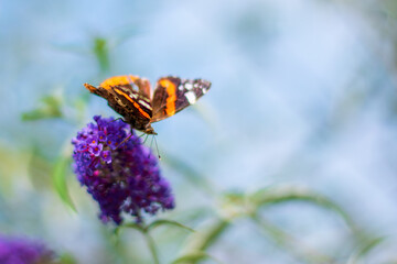 Butterfly on flower