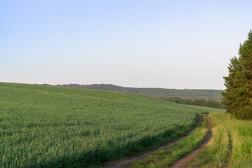 Green field and road into the distance of the forest. Green meadow.