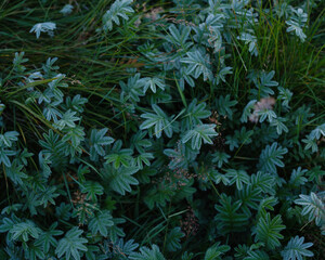 Green plants and grass