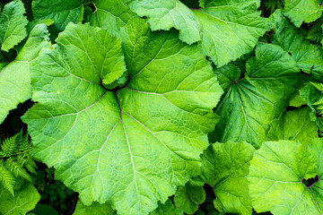 Green undergrowth background. Beautiful large green leaves in the foreground. Flat lay,top view