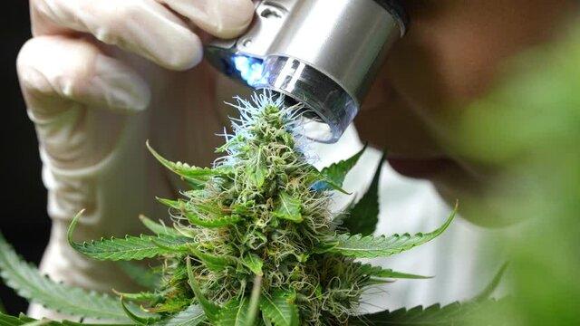 female researcher using a small trichrome magnifying macroscope to look at weed flower buds pistils trichomes closely, alternative medical, blooming cannabis flowers, thc cbd source biotechnology