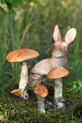 Mushroom orange-cap boletusand the figure of a hare in the background. Selective focus on the front mushroom
