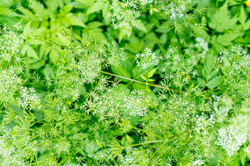 Green undergrowth background. Green leaves and starry flowers in the sunlight