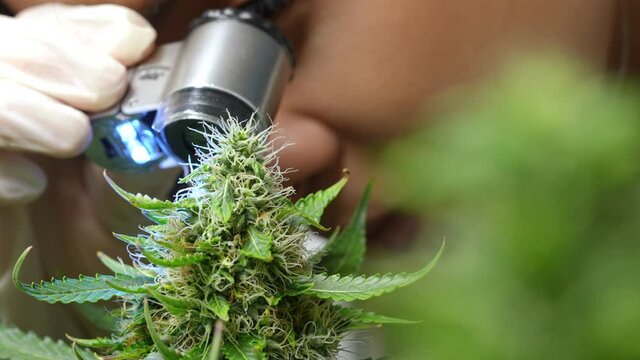 A part of female botanist face seeing through a mini portable microscope for an external flowering structure or crystal trichrome, wearing a white protective gloves,  alternative cannabis garden 