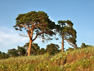Two pine trees on the edge of the sea shore.