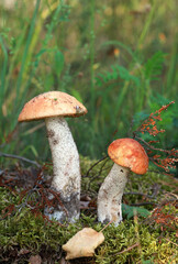 Mushroom orange-cap boletus in the forest.