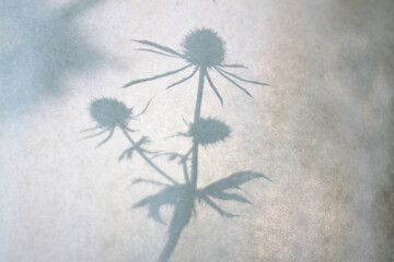 Background with a flower shadow. The silhouette of a plant.
