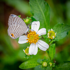 Butterfly on flower