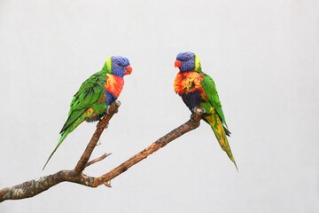 Rainbow lorikeets sitting on a branch