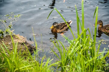 Wild ducks in the city recreation park