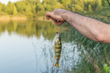 Caught on spinning on a rotating spinner perch in the hands of the fisherman