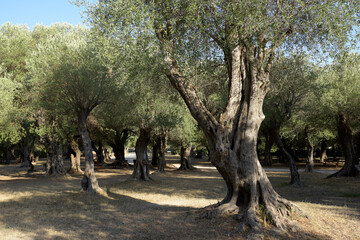 balade dans une oliveraie - Alpes-Maritimes