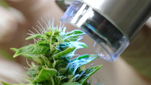 Laboratory botanist using a portable macroscope technology to expand the external structures of cannabis's biochemical in flower, futuristic alternative medical treatment, legalized cash crop