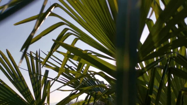 Palm tree leaves the sun. Tropical summer natural background. Bright warm rays of the sun make their way through the moving palm leaves. The concept of relaxation, rest, relaxation. Bottom view