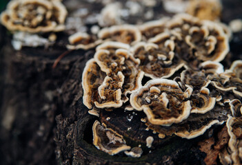 Obraz premium Beautiful natural background. Striped wavy mushroom on a stump. Velvety texture.