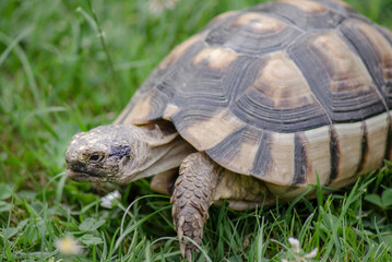 Schildkröte