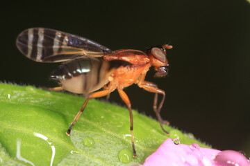 fly on leaf
