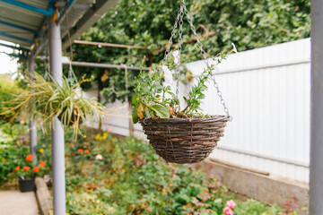 Fototapeta na wymiar In the courtyard of the house there is a flower pot with a plant. White flowers hang from the pot.