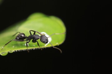 ant on leaf