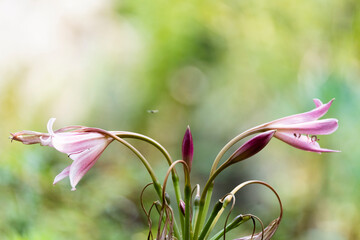 Lilies