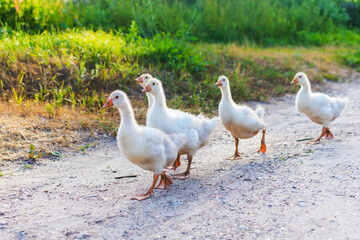 family of ducks go on the road in the village