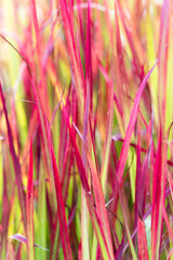 Imperata Cylindrica - Japanese Blood Grass 'Red Baron'