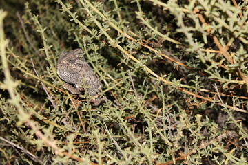 Chameleon