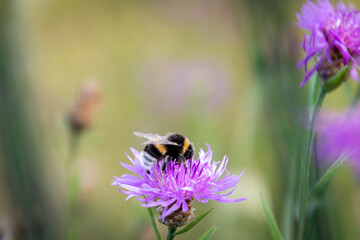 eine gelb schwarze Hummel  beim bestäuben einer lila Blüte