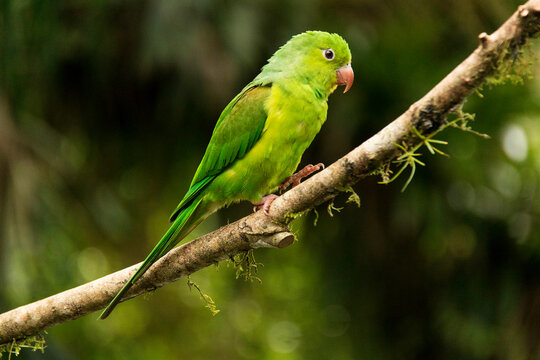 Periquito conhecido com tuim, chuim, pacu, papacu, periquito de S&atilde;o Jos&eacute;, periquito do agreste, verdilim, tu&iacute;, periquito da quaresma ou periquito do reino. 