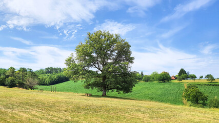 landscape with trees and blue sky in france