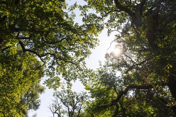 Fototapeta premium Sunlight in the tree