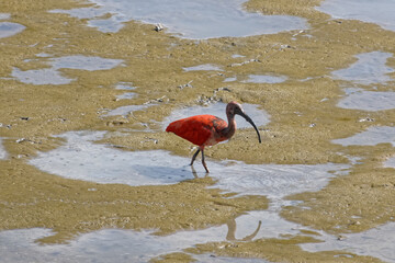 jeune Ibis rouge en mode pêche en Guyane française
