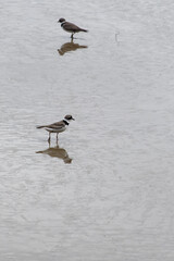 Pluvier semipalmé profite de la marée basse - Guyane française