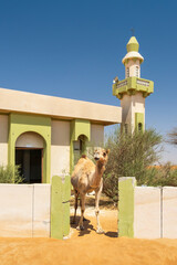 Fototapeta premium wild camel goes out from gate in front of old mosque in lost village in UAE