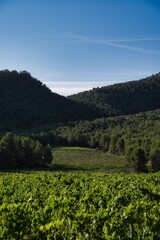 Fototapeta na wymiar landscape of vineyards in bullas, murcia, spain.