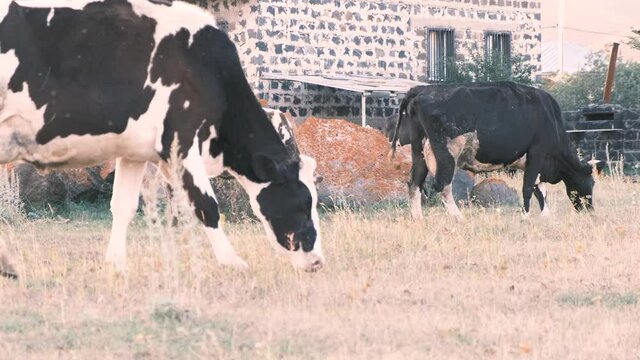 View from below of a herd of cows grazing in a meadow. Cows eat strava in rural areas. 4k, slow motion